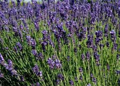 Lavandula angustifolia English Lavender, True Lavender
