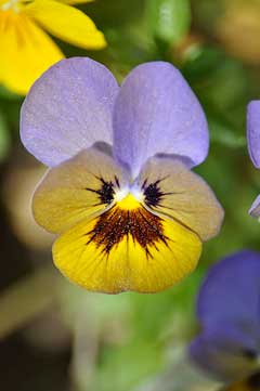 Viola tricolor Heartsease, Johnny jumpup, Field Pansy,
