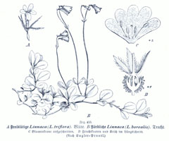 Abelia triflora 