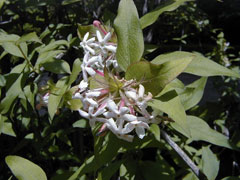 Abelia triflora 