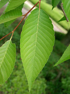 Zelkova_serrata Japanese Zelkova,  Saw Leaf Zelkova