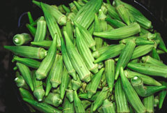 Abelmoschus esculentus Okra