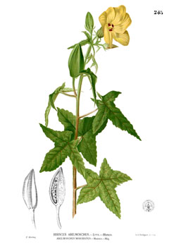 Abelmoschus moschatus Musk Mallow