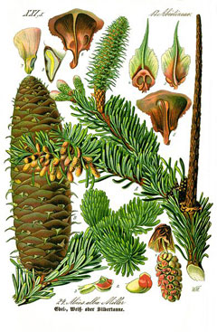 Abies alba Silver Fir, Christmas Tree Fir, European Silver Fir, Silver