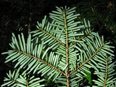 Abies_amabilis Red Fir,Pacific silver fir
