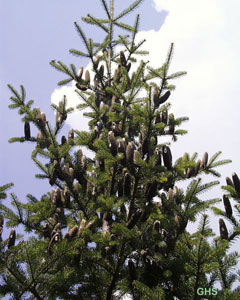 Abies balsamea Balsam Fir