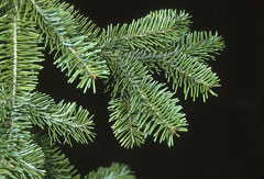 Abies balsamea Balsam Fir
