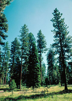 Abies_concolor Colorado Fir, White fir