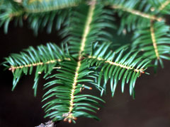 Abies firma Momi Fir