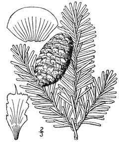 Abies fraseri She Balsam, Fraser fir, Southern Balsam Fir Abies fraseri She Balsam, Fraser fir, Southern Balsam Fir