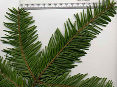 Abies grandis Grand Fir