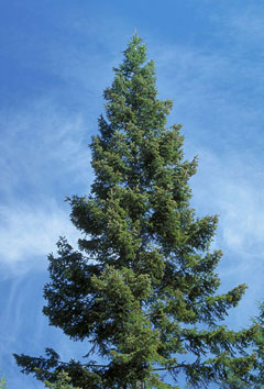 Abies grandis Grand Fir