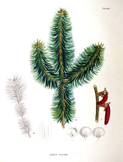 Abies homolepis Nikko Fir