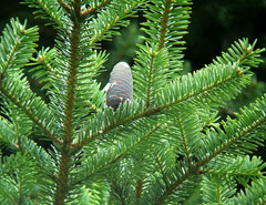 Abies homolepis Nikko Fir