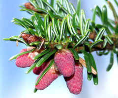 Abies nordmanniana Caucasian Fir