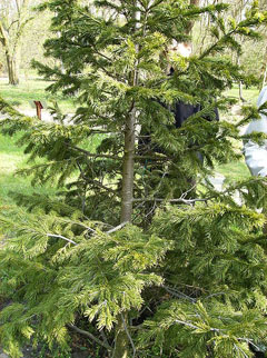 Abies sibirica Siberian Fir