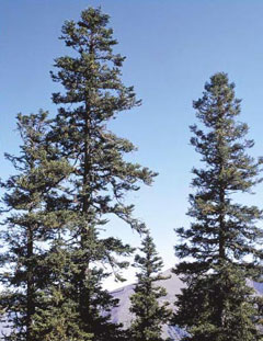 Abies squamata Flaky Fir