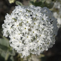 Abronia fragrans Snowball Sand Verbena