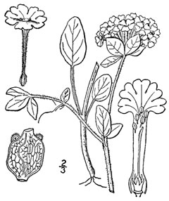 Abronia fragrans Snowball Sand Verbena