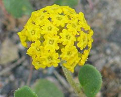 Abronia latifolia Sand Verbena