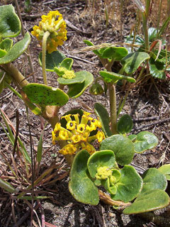 Abronia latifolia Sand Verbena