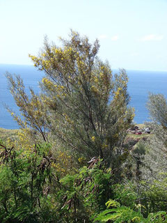Acacia aneura Mulga Acacia Acacia aneura Mulga Acacia