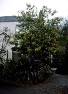 Acacia dealbata Mimosa, Silver wattle