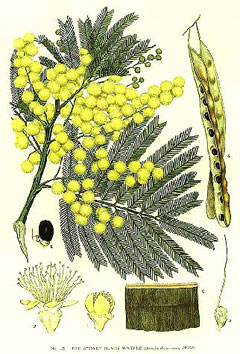 Acacia decurrens Green Wattle