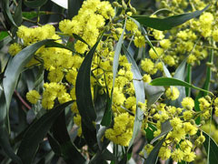 Acacia_pycnantha Golden Wattle