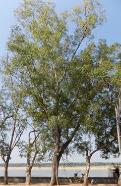 Acacia auriculiformis Ear-Pod Wattle, Black Acacia, Earleaf, Black wattle Acacia auriculiformis Ear-Pod Wattle, Black Acacia, Earleaf, Black wattle