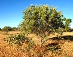 Acacia colei Cole Acacia colei Cole