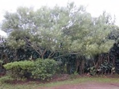 Acacia koaia Koai Acacia koaia Koai