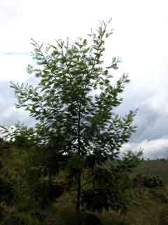 Acacia mearnsii Black Wattle, Late black wattle Acacia mearnsii Black Wattle, Late black wattle