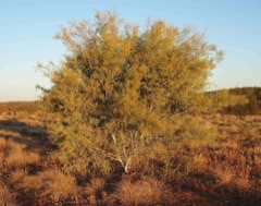 Acacia murrayana Murray’s wattle, Colony wattle Acacia murrayana Murray’s wattle, Colony wattle