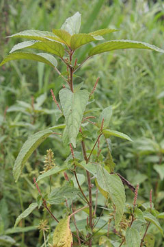 Acalypha australis Asian copperleaf Acalypha australis Asian copperleaf