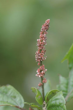Acalypha australis Asian copperleaf Acalypha australis Asian copperleaf