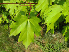Acer_campestre Field Maple, Hedge maple