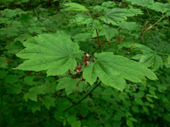 Acer circinatum Vine Maple Acer circinatum Vine Maple