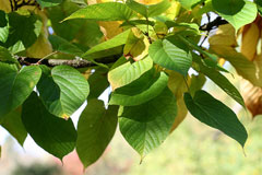 Acer distylum Acer distylum