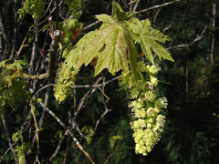Acer macrophyllum Oregon Maple, Bigleaf maple, Oregon Maple
