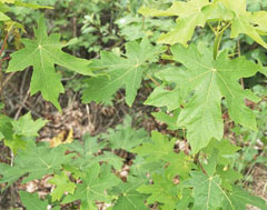 Acer_macrophyllum Oregon Maple, Bigleaf maple, Oregon Maple