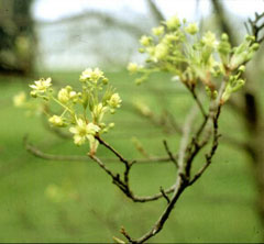 Acer mono Maple Acer mono Maple