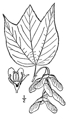 Acer_pensylvanicum Moosewood, Striped maple, Moosewood, Pennsylvania Maple