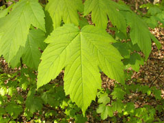 Acer pseudoplatanus Sycamore, Great Maple, Scottish Maple, Planetree Maple