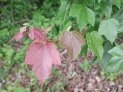Acer rubrum Red Maple, Drummond