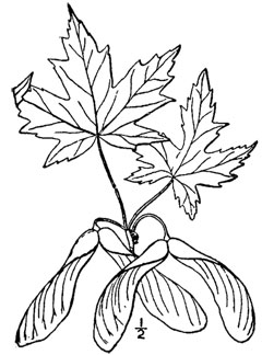 Acer saccharum Sugar Maple