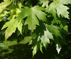 Acer saccharum Sugar Maple