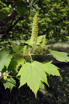 Acer ukurunduense caudatum Acer ukurunduense caudatum