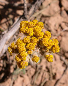 Achillea santolina Achillea santolina