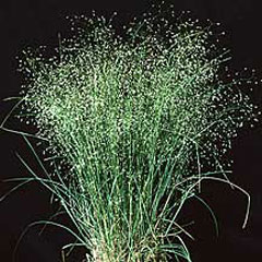 Achnatherum Indian Millet, Indian ricegrass